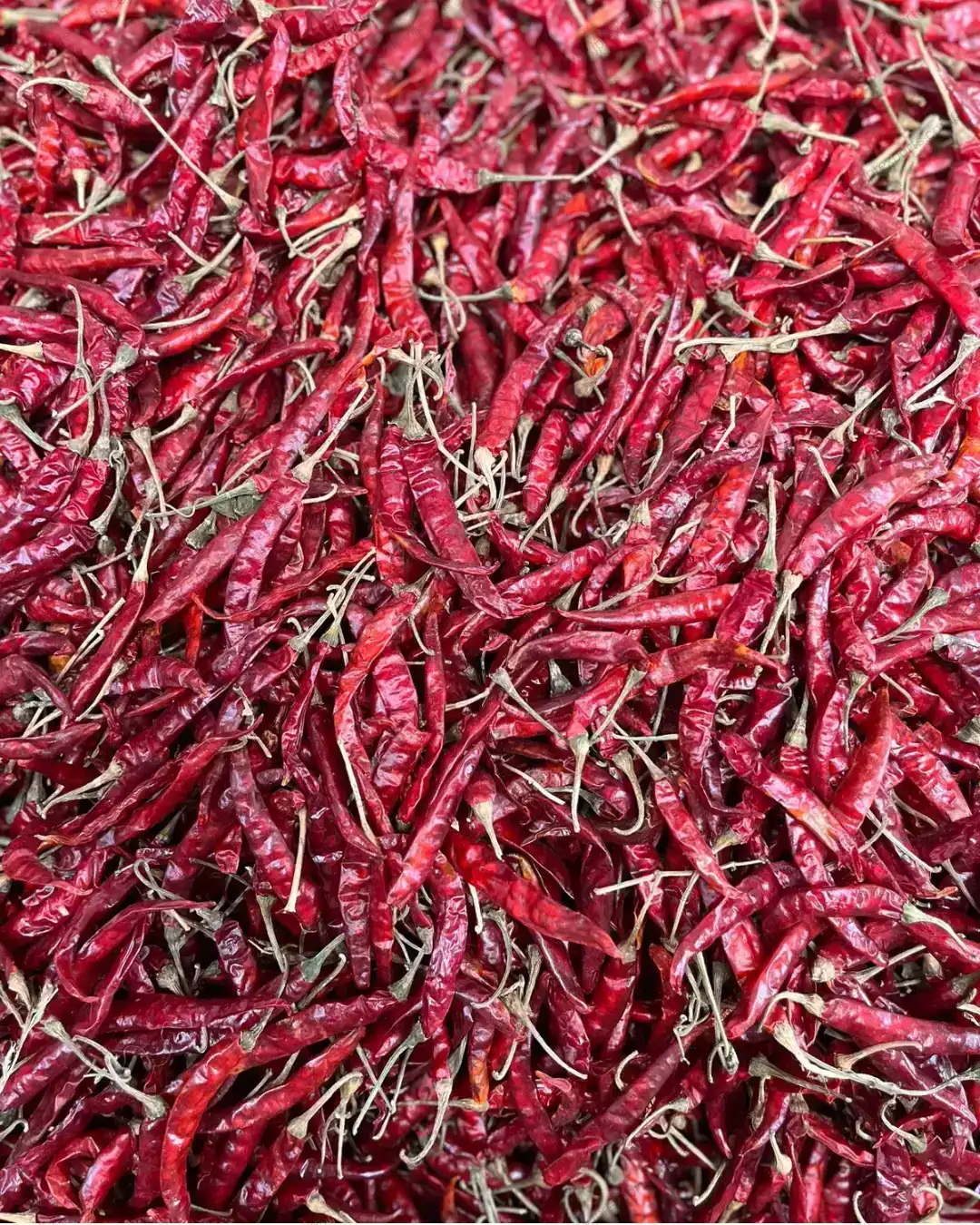 Chilli Export